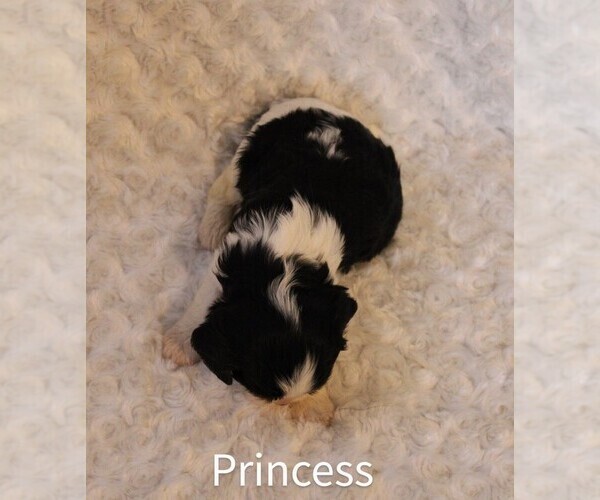 Medium Photo #9 Cavalier King Charles Spaniel Puppy For Sale in HOMELAND, CA, USA
