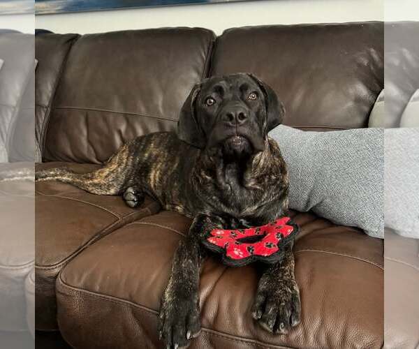 Medium Photo #7 Mutt Puppy For Sale in Goodyear, AZ, USA