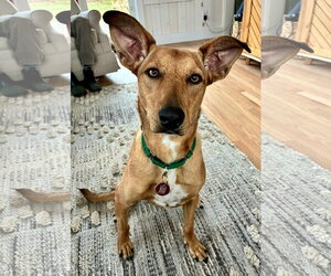 Mutt Dogs for adoption in Wakefield, RI, USA