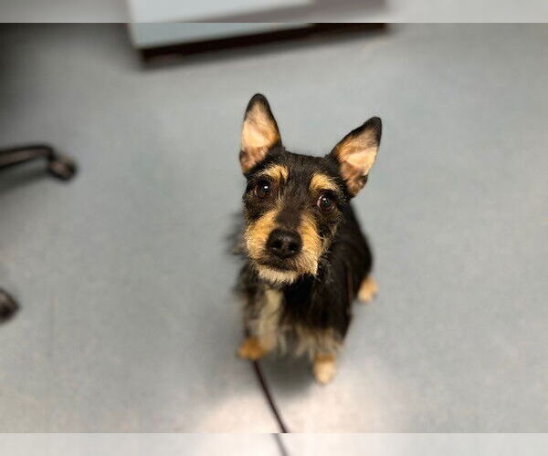 Medium Photo #1 Miniature Schnauzer-Unknown Mix Puppy For Sale in Denver, CO, USA