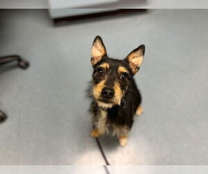 Miniature Schnauzer-Unknown Mix Dogs for adoption in Denver, CO, USA