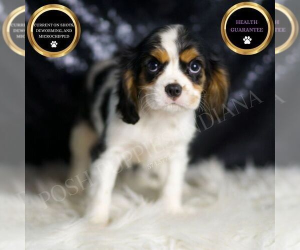 Medium Photo #1 Cavalier King Charles Spaniel Puppy For Sale in WARSAW, IN, USA