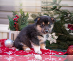 Small #1 Mutt-Pembroke Welsh Corgi Mix