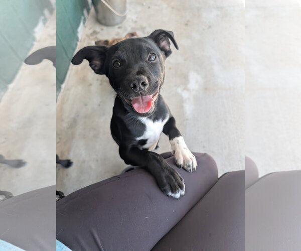 Medium Photo #1 Labrador Retriever-Unknown Mix Puppy For Sale in Green Forest, AR, USA