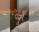 Small #5 Mutt