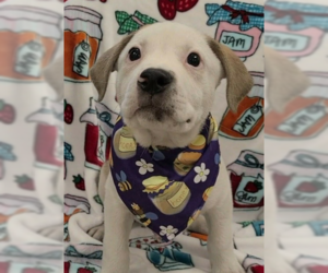 Labrador Retriever-Unknown Mix Dogs for adoption in SHERBURNE, NY, USA