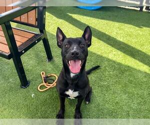 Mutt Dogs for adoption in Orange, CA, USA