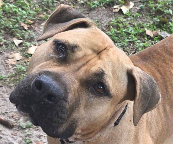 Medium Photo #2 Black Mouth Cur Puppy For Sale in Ocala, FL, USA