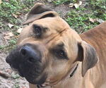Small #1 Black Mouth Cur