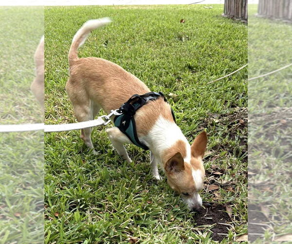 Medium Photo #10 Chihuahua-Unknown Mix Puppy For Sale in Boonton, NJ, USA