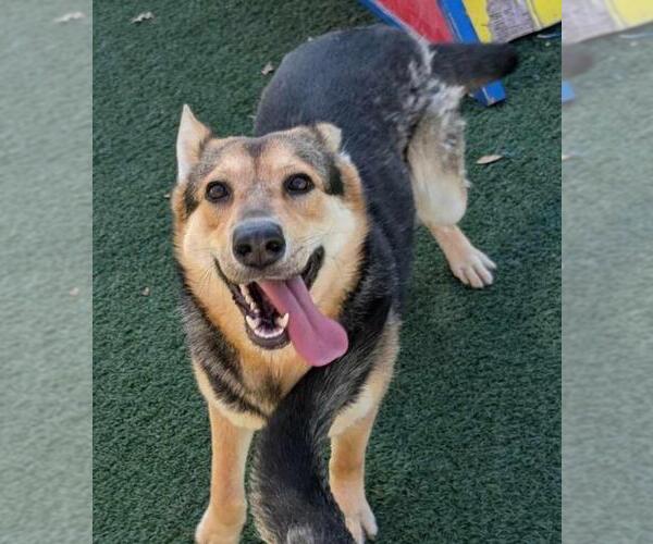 Medium Photo #10 German Shepherd Dog-Unknown Mix Puppy For Sale in Rockwall, TX, USA
