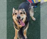Small #9 German Shepherd Dog Mix