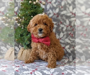 Cavapoo-Poodle (Miniature) Mix Puppy for sale in NEW PROVIDENCE, PA, USA