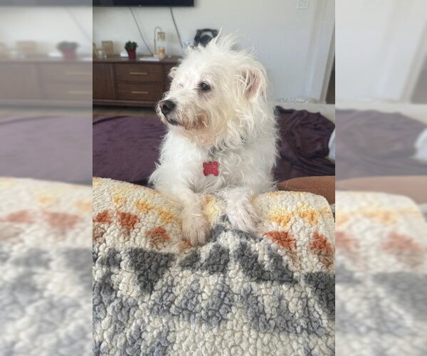 Medium Photo #2 Maltipoo (Miniature) Puppy For Sale in San Diego, CA, USA