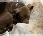 Small #3 American Pit Bull Terrier-Labrador Retriever Mix
