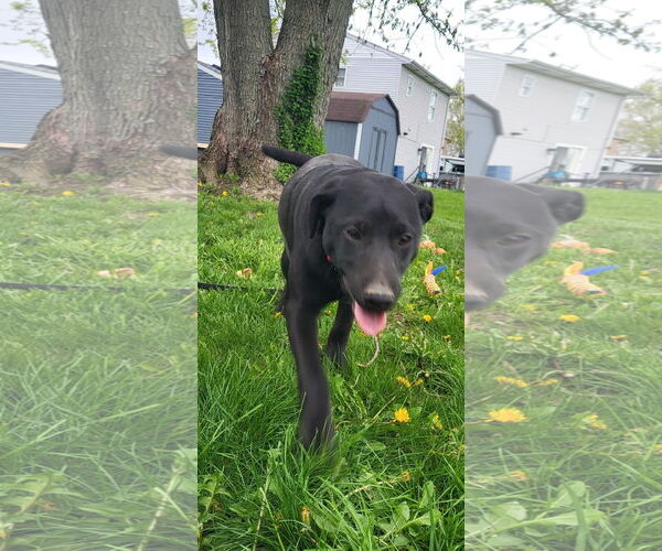 Medium Photo #9 Mutt Puppy For Sale in Germantown, OH, USA