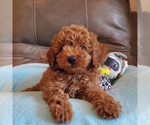 Poodle (Toy) Puppy for sale in PHOENIX, AZ, USA