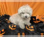 SNOWBALL - Male Poodle (Miniature) Dog for Adoption - Small photo
