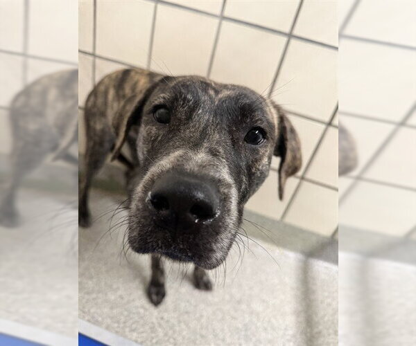 Medium Photo #1 Plott Hound-Unknown Mix Puppy For Sale in Pasadena, TX, USA