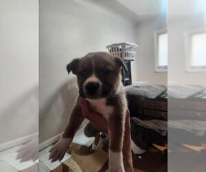 Mutt Dogs for adoption in Calgary, Alberta, Canada