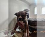 Small Mutt