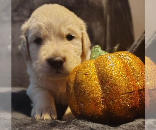 Medium Photo #16 Golden Retriever Puppy For Sale in MODESTO, CA, USA
