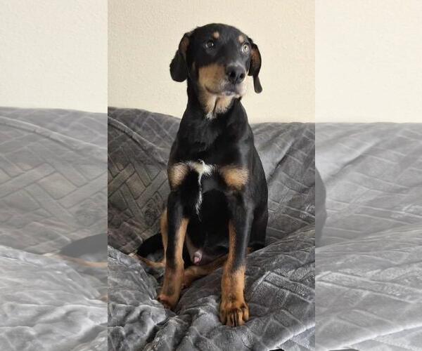 Medium Photo #4 Doberman Pinscher-Unknown Mix Puppy For Sale in Rockwall, TX, USA