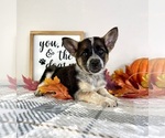 Small #2 Australian Cattle Dog-Border Collie Mix