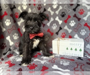 Schnauzer (Miniature) Puppy for sale in LAKELAND, FL, USA