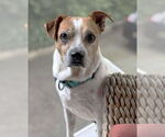 Small #6 Beagle-Chihuahua Mix