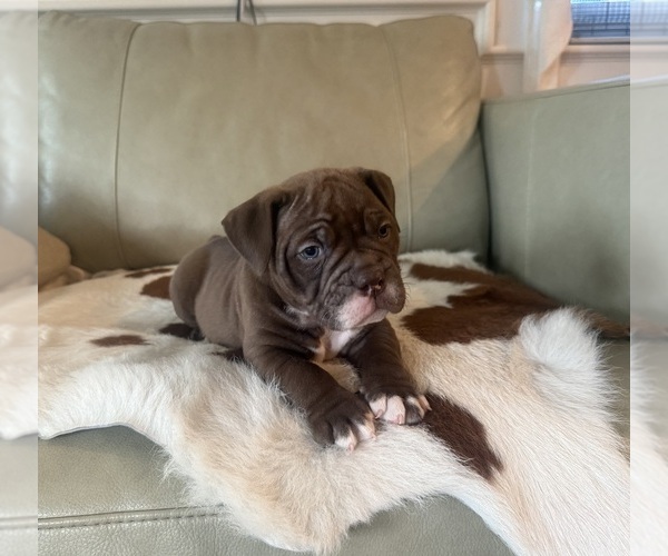 Medium Photo #3 Olde English Bulldogge Puppy For Sale in CHEPACHET, RI, USA