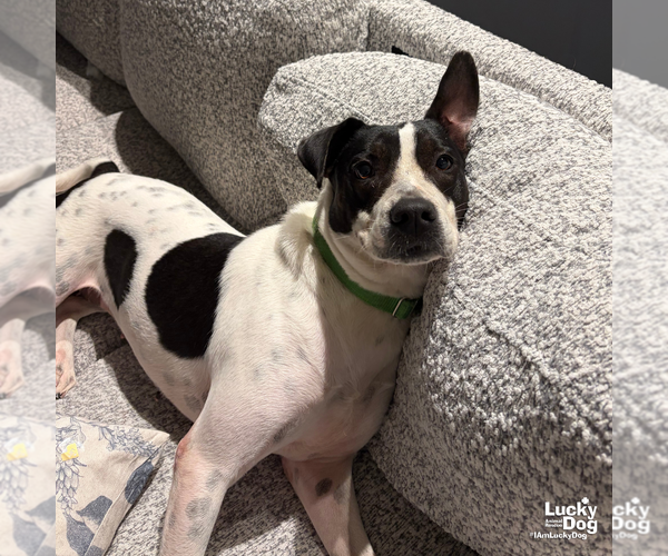Medium Photo #5 Lab-Pointer Puppy For Sale in Washington, DC, USA