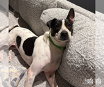 Small #4 Lab-Pointer