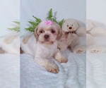 Small Photo #1 Shih Tzu Puppy For Sale in SUGARCREEK, OH, USA