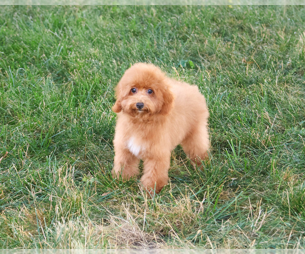 Medium Photo #7 Poodle (Miniature) Puppy For Sale in SYRACUSE, IN, USA