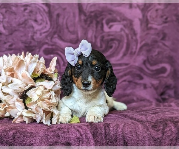 Medium Photo #6 Dachshund Puppy For Sale in LEOLA, PA, USA
