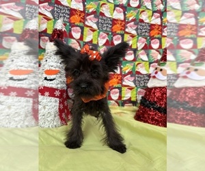 YorkiePoo Puppy for sale in LANCASTER, MO, USA