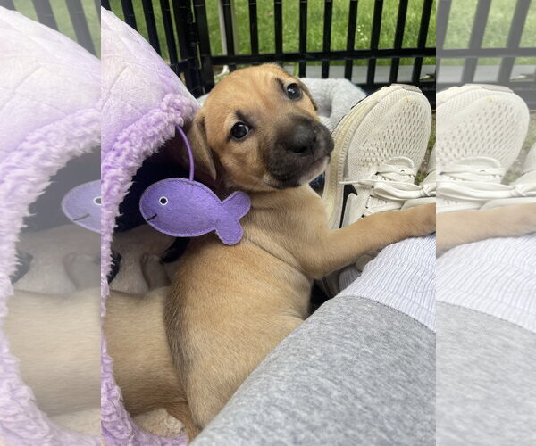 Medium Photo #16 Mutt Puppy For Sale in Derwood, MD, USA