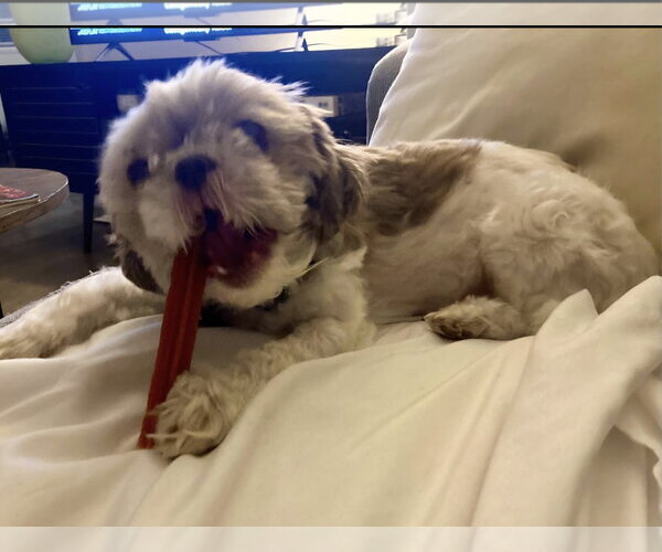 Medium Photo #3 Shih Tzu Puppy For Sale in Escondido, CA, USA