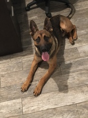 Father of the Belgian Malinois puppies born on 10/17/2018