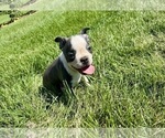 Small #9 Boston Terrier
