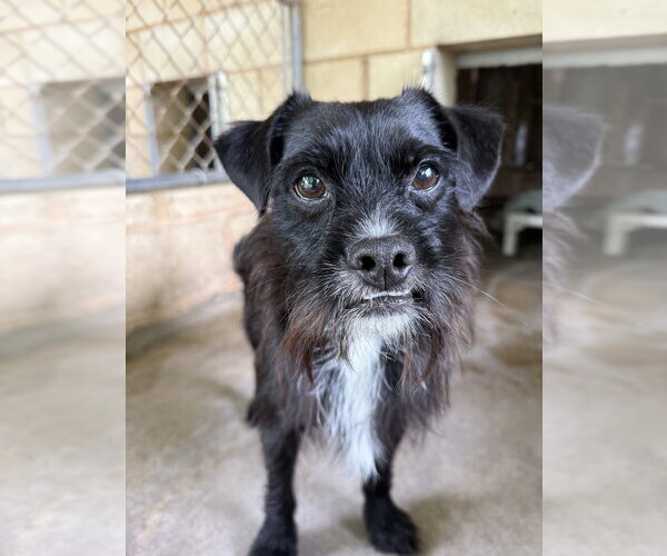 Medium Photo #2 Mutt Puppy For Sale in San Leon, TX, USA
