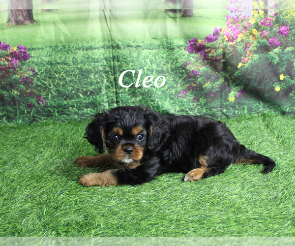 Medium Photo #1 Cavalier King Charles Spaniel Puppy For Sale in CHANUTE, KS, USA