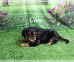 Image preview for Ad Listing. Nickname: Cleo