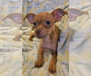 ShiChi Dogs for adoption in Rosenberg, TX, USA