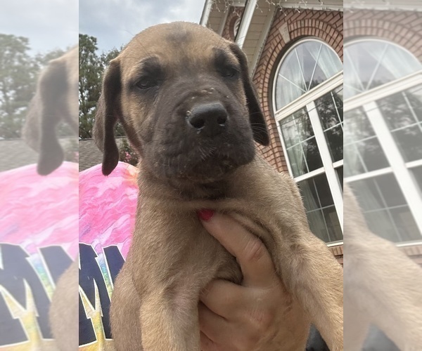 Medium Photo #7 Great Dane Puppy For Sale in CLANTON, AL, USA
