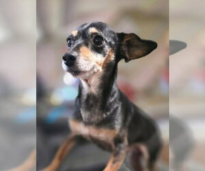 Chiweenie Dogs for adoption in Aurora, IN, USA