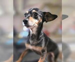 Just Jack - Male Chiweenie Dog for Adoption - Small photo