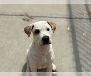 Medium American Pit Bull Terrier-Labrador Retriever Mix