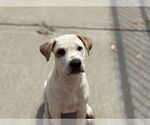 Small American Pit Bull Terrier-Labrador Retriever Mix
